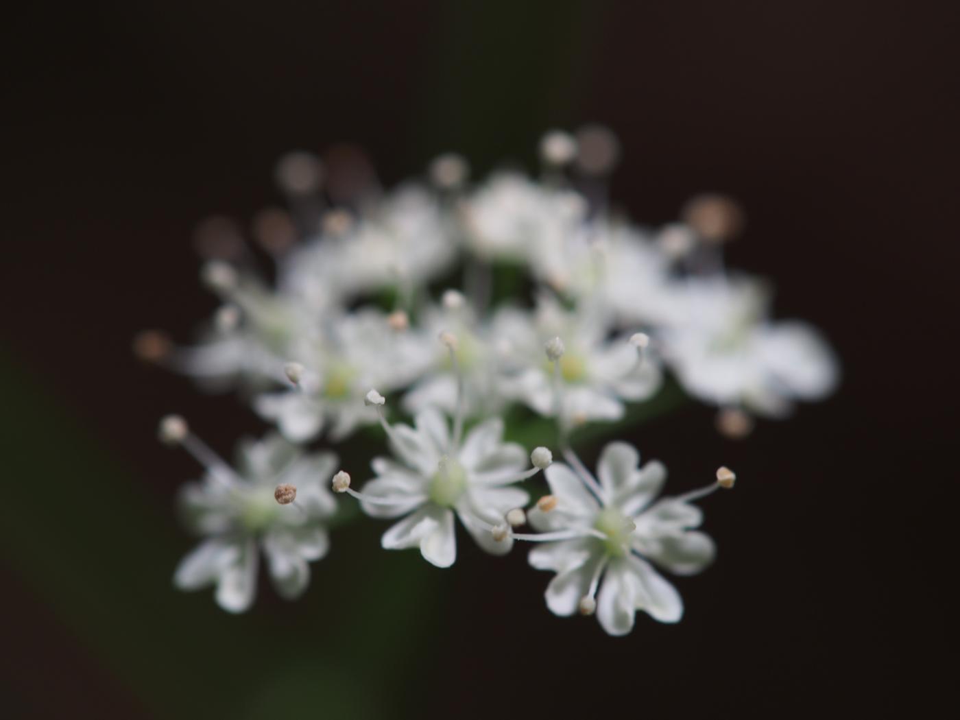 Pignut, Great flower